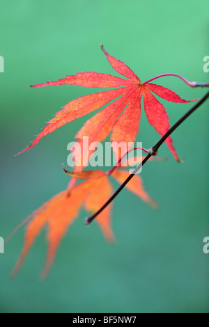 Acer palmatum 'Beni-kagami' - feuillage d'automne Banque D'Images