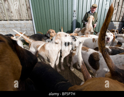 Chiens de la chasse aux agriculteurs Dulverton prêt pour le premier jour de la saison sur Exmoor, uk Banque D'Images