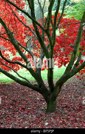 Acer palmatum OSAKAZUKI en automne à Batsford Arboretum, Gloucestershire, England, UK Banque D'Images