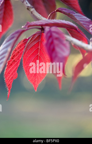 Prunus 'Royal Burgundy' - feuillage d'automne Banque D'Images