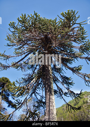 Monkey Puzzle (Araucaria arbre) dans le Parc National Villarrica, Chili Banque D'Images