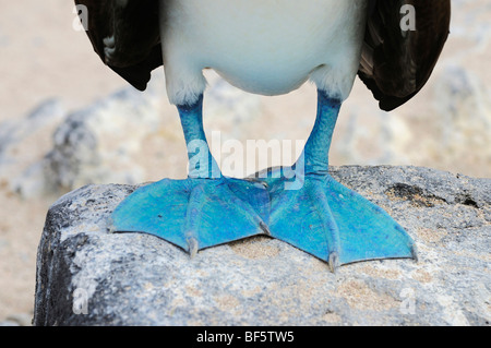 Fou à pieds bleus (Sula nebouxii), adulte, l'île de Seymour Norte, îles Galapagos, Equateur, Amérique du Sud Banque D'Images