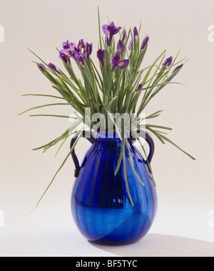 L'iris bleu de Still-Life vase en verre bleu Banque D'Images