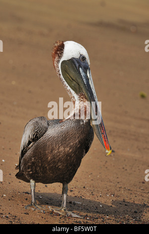 Pélican brun (Pelecanus occidentalis), adulte, îles Galapagos, Equateur, Amérique du Sud Banque D'Images