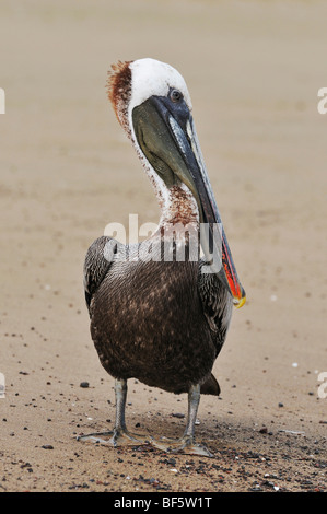 Pélican brun (Pelecanus occidentalis), adulte, îles Galapagos, Equateur, Amérique du Sud Banque D'Images