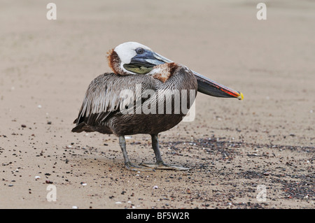 Pélican brun (Pelecanus occidentalis), adulte, îles Galapagos, Equateur, Amérique du Sud Banque D'Images