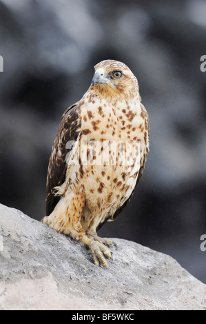 Îles Galápagos (Buteo galapagoensis), immature, l'île d'Espanola, Galapagos, Equateur, Amérique du Sud Banque D'Images