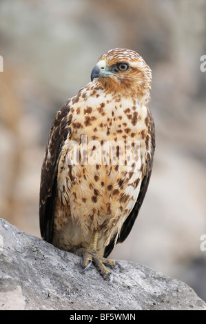 Îles Galápagos (Buteo galapagoensis), immature, l'île d'Espanola, Galapagos, Equateur, Amérique du Sud Banque D'Images