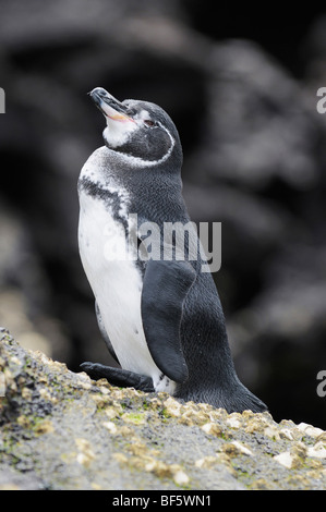 Gal pagos (Spheniscus mendiculus), des profils sur l'île rock, Bartolom, Galapagos, Equateur, Amérique du Sud Banque D'Images