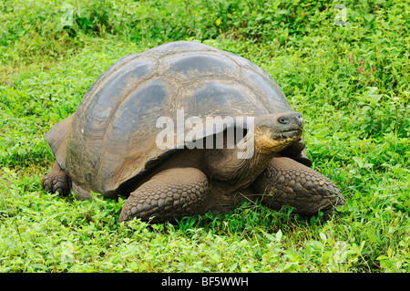 Tortue géante des Galapagos (Geochelone elephantopus), des profils de manger, îles Galapagos, Equateur, Amérique du Sud Banque D'Images
