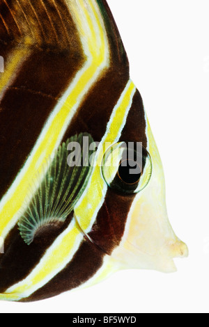 Sailfin tang Zebrasoma veliferum (poisson), studio shot on white background Banque D'Images