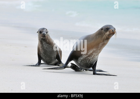 Lion de mer Galapagos (Zalophus wollebaeki), les adultes à beach, l'île d'Espanola, Galapagos, Equateur, Amérique du Sud Banque D'Images