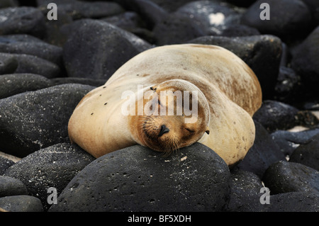 Lion de mer Galapagos (Zalophus wollebaeki), adulte à la plage, l'île d'Espanola, Galapagos, Equateur, Amérique du Sud Banque D'Images