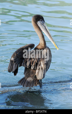 Pélican brun (Pelecanus occidentalis), immature, îles Galapagos, Equateur, Amérique du Sud Banque D'Images