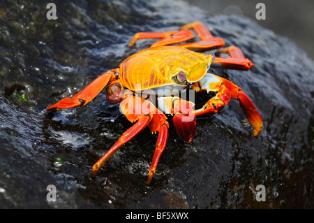 Sally Lightfoot Crab (Grapsus grapsus), adulte, Espa ola, l'île de Galapagos, Equateur, Amérique du Sud