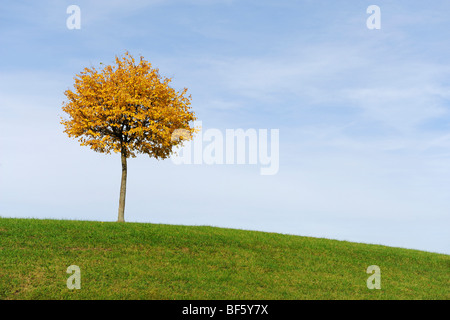 Tilleul (Tilia sp.), l'arbre en automne, Klausenpass, Suisse, Europe Banque D'Images