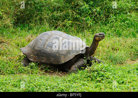 Tortue géante des Galapagos (Geochelone elephantopus), des profils de manger, îles Galapagos, Equateur, Amérique du Sud Banque D'Images