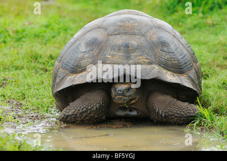 Tortue géante des Galapagos (Geochelone elephantopus), des profils de manger, îles Galapagos, Equateur, Amérique du Sud Banque D'Images