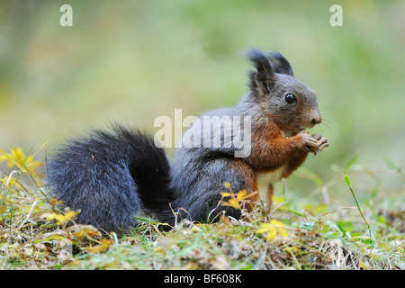 L'écureuil roux (Sciurus vulgaris), la phase noire adultes, Suisse, Europe Banque D'Images