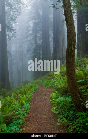 Sentier à travers le brouillard enveloppé redwood en forêt, Del Norte Coast Redwood State Park, Californie Banque D'Images