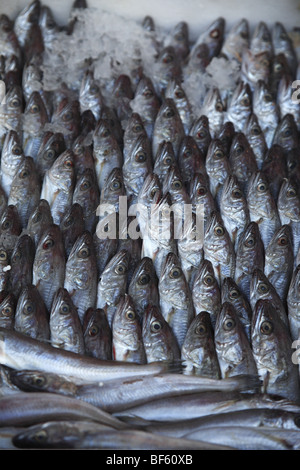 Affichage des sardines dans le marché de l'Avni Rustemi district de Tirana, Albanie Banque D'Images