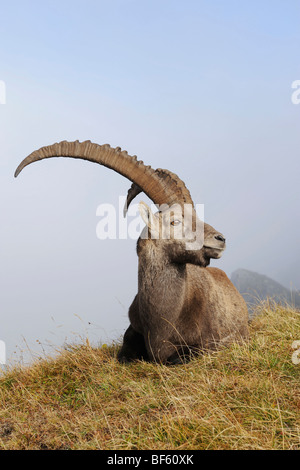 Bouquetin des Alpes (Capra ibex), buck assis, Wang, Interlaken, Suisse, Europe Banque D'Images