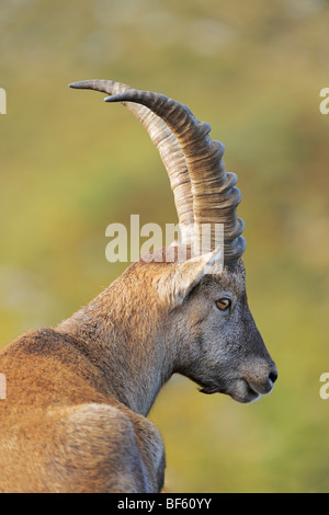 Bouquetin des Alpes (Capra ibex), buck, Wang, Interlaken, Suisse, Europe Banque D'Images