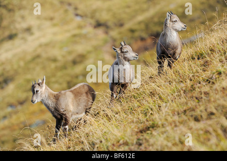 Bouquetin des Alpes (Capra ibex), les jeunes, Wang, Interlaken, Suisse, Europe Banque D'Images