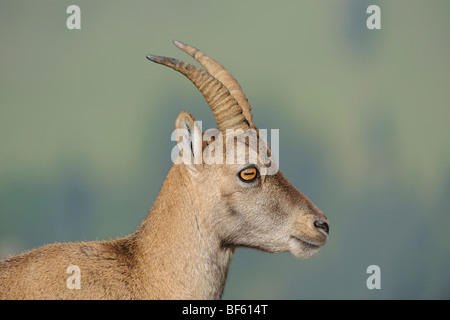 Bouquetin des Alpes (Capra ibex), les jeunes, Wang, Interlaken, Suisse, Europe Banque D'Images