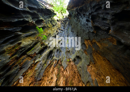 Jusqu'à l'intérieur d'un brûlé un tronc de séquoia, Prairie Creek Redwoods State Park, Californie Banque D'Images