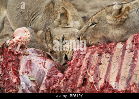 Les Lions se nourrissent d'une carcasse de bison, South Luangwa en Zambie Banque D'Images