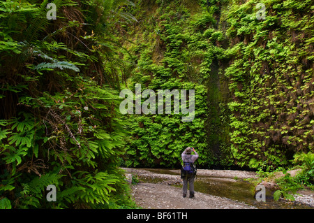 Randonneur dans Fern Canyon, Prairie Creek Redwoods State Park, Californie Banque D'Images