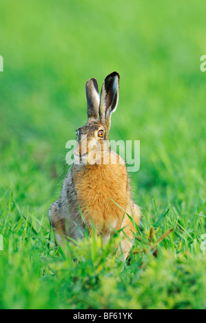 Lièvre brun (Lepus europaeus), des profils dans le pré, Parc national du lac de Neusiedl, Burgenland, Autriche, Europe Banque D'Images