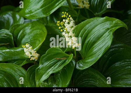 Faux Le muguet (Maianthemum dilatatum), grand lagon, lagunes Humboldt State Park, Californie Banque D'Images