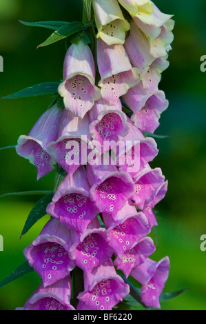 Fleurs sauvages de la digitale (Digitalis purpurea), Redwood National Park, Californie Banque D'Images