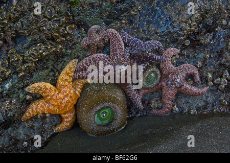 Seastar ocre starfish (Pisaster ochraceus) et vert géant Anémone de mer à marée basse, Trinité-State Beach, Californie Banque D'Images