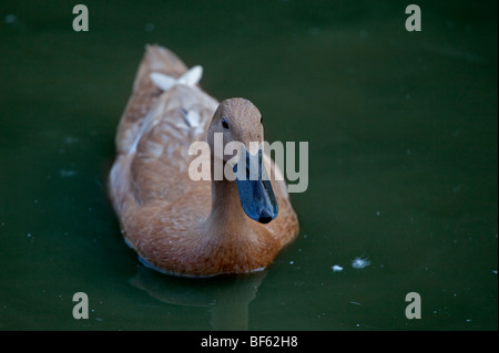 Canard kaki Campbell Banque D'Images