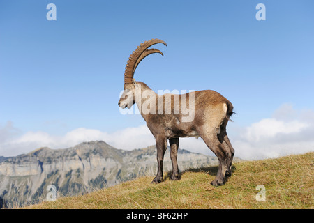 Bouquetin des Alpes (Capra ibex), buck debout, Wang, Interlaken, Suisse, Europe Banque D'Images