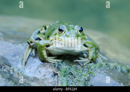 Edible Frog (Rana esculenta), connectez-vous sur adultes, Suisse, Europe Banque D'Images