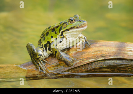 Edible Frog (Rana esculenta), connectez-vous sur adultes, Suisse, Europe Banque D'Images