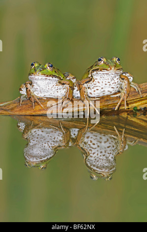 Edible Frog (Rana esculenta), adultes on log, Suisse, Europe Banque D'Images