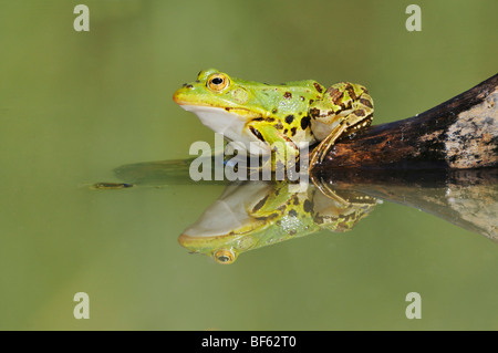 Edible Frog (Rana esculenta), connectez-vous sur adultes, Suisse, Europe Banque D'Images