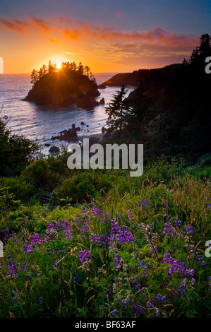 Fleurs sauvages lupin en fleur et plus Pewetole la lumière au coucher du soleil, l'île de Trinidad State Beach, comté de Humboldt, en Californie Banque D'Images