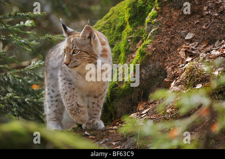 Le Lynx eurasien (Lynx lynx), les jeunes assis sur la roche, Suisse, Europe Banque D'Images