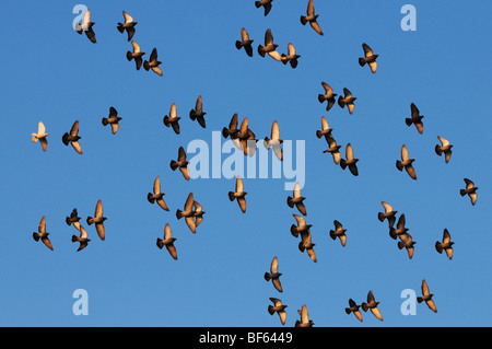 Pigeon biset (Columba livia), troupeau en vol, Zug, Suisse, Europe Banque D'Images