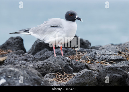 Swallow-tailed Gull (Creagrus furcatus), adulte, îles Galapagos, Equateur, Amérique du Sud Banque D'Images