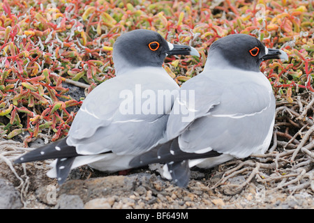 Swallow-tailed Gull (Creagrus furcatus), paire, îles Galapagos, Equateur, Amérique du Sud Banque D'Images