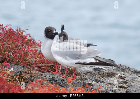 Swallow-tailed Gull (Creagrus furcatus), paire, îles Galapagos, Equateur, Amérique du Sud Banque D'Images
