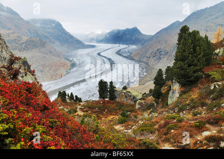 Glacier d'Aletsch, classé au Patrimoine Mondial de l'UNESCO Jungfrau-Aletsch-Bietschhorn, Conthey, Valais, Suisse, Europe Banque D'Images