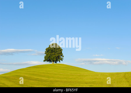 Tilleul (Tilia sp.), l'arbre en été, la Suisse, l'Europe Banque D'Images